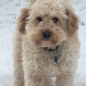 Meet your Posher, Kylee